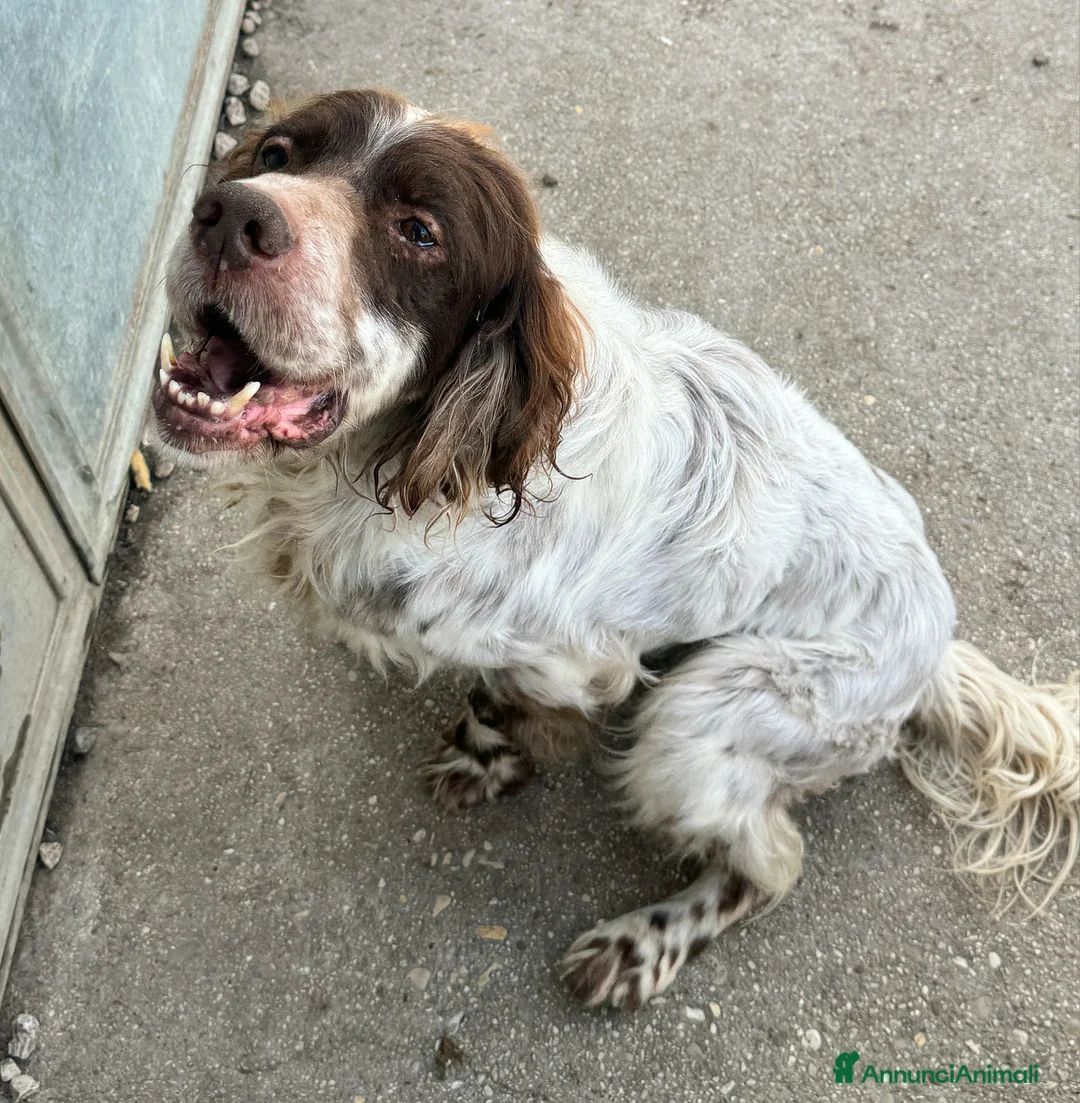 Setter Inglese cani in regalo: Rocco 11 anni setter inglese  - Annuncio 1