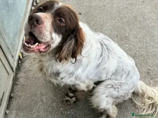 Setter Inglese cani Rocco 11 anni setter inglese - Annuncio 1