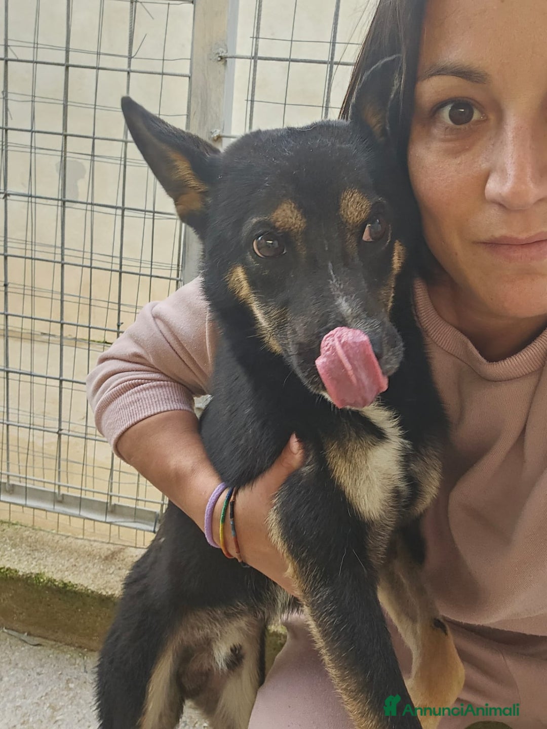 Meticcio cani in regalo: Nadir: lupetto taglia piccola socievole coccolone  - Annuncio 6