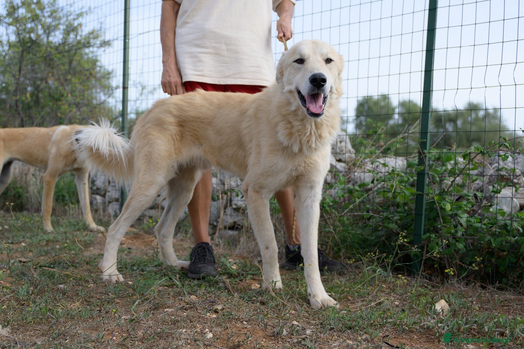 Meticcio cani in regalo: Patrick, il capolavoro! a Città Metropolitana di Bari - Immagine 3