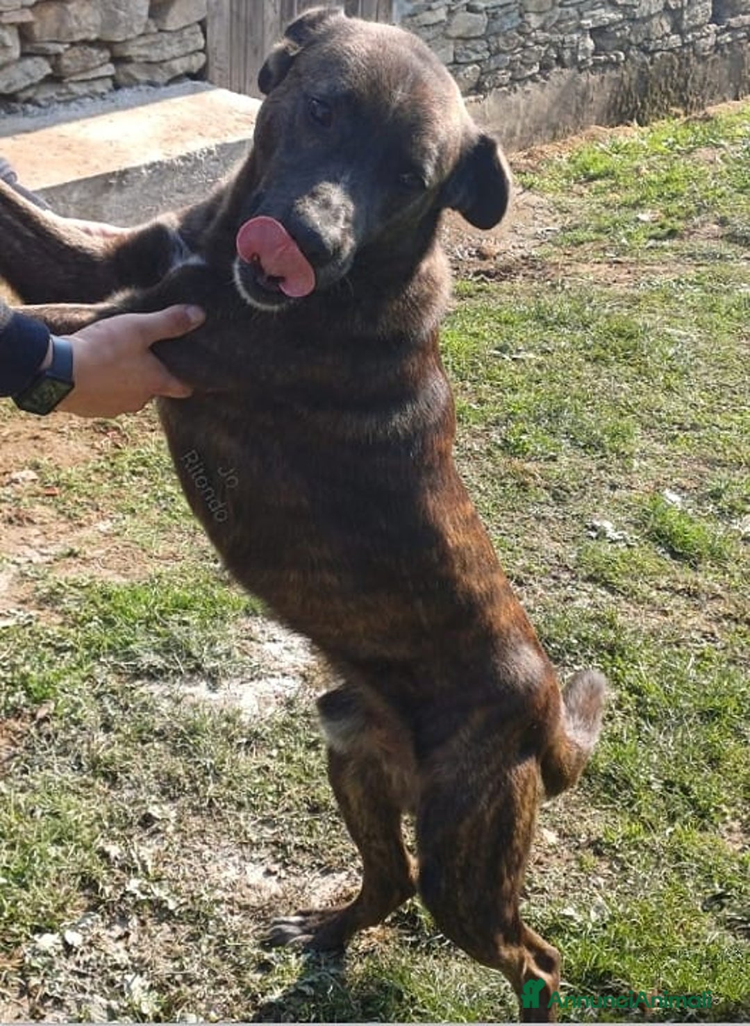 Cane Corso cani in regalo: URGENTETESEO INCROCIO CORSO LA SUA UMANA È MORTA  - Annuncio 3