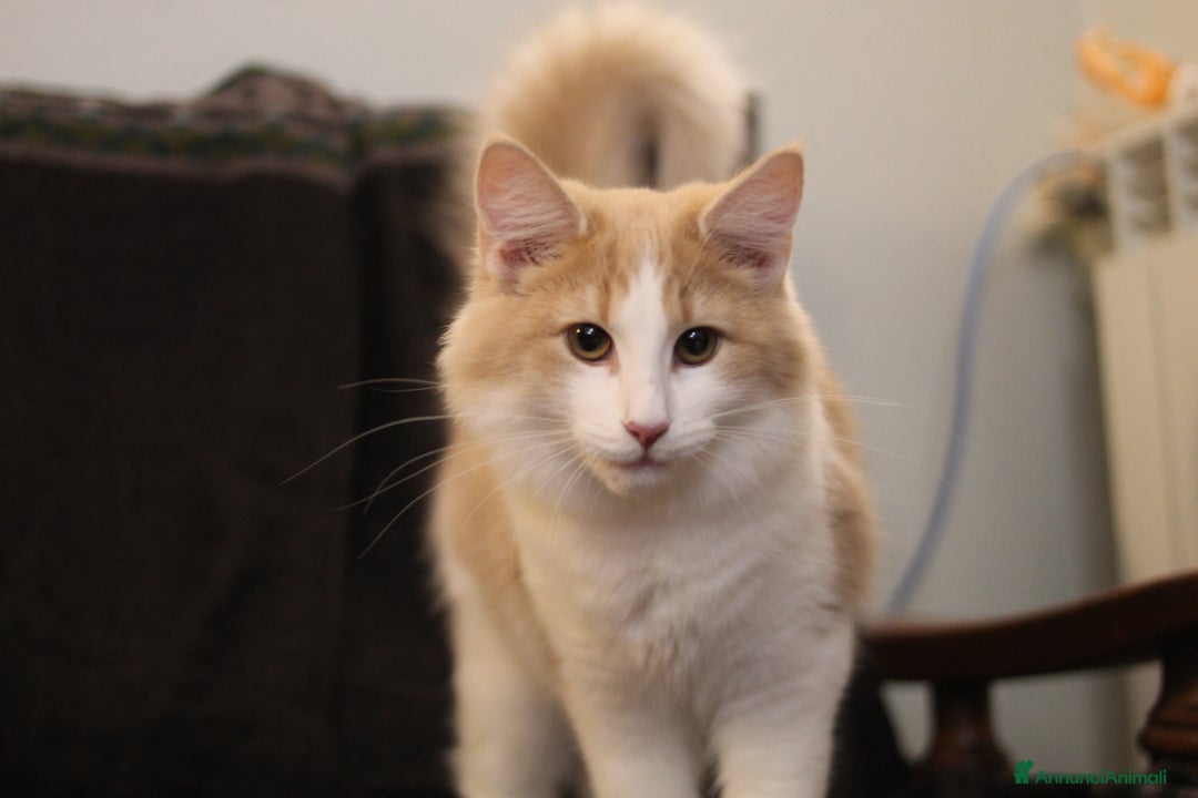 Norvegese gatti in vendita: Norvegesi delle foreste - Annuncio 16