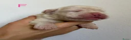 Boxer cani in vendita: Boxer  - Annuncio 3