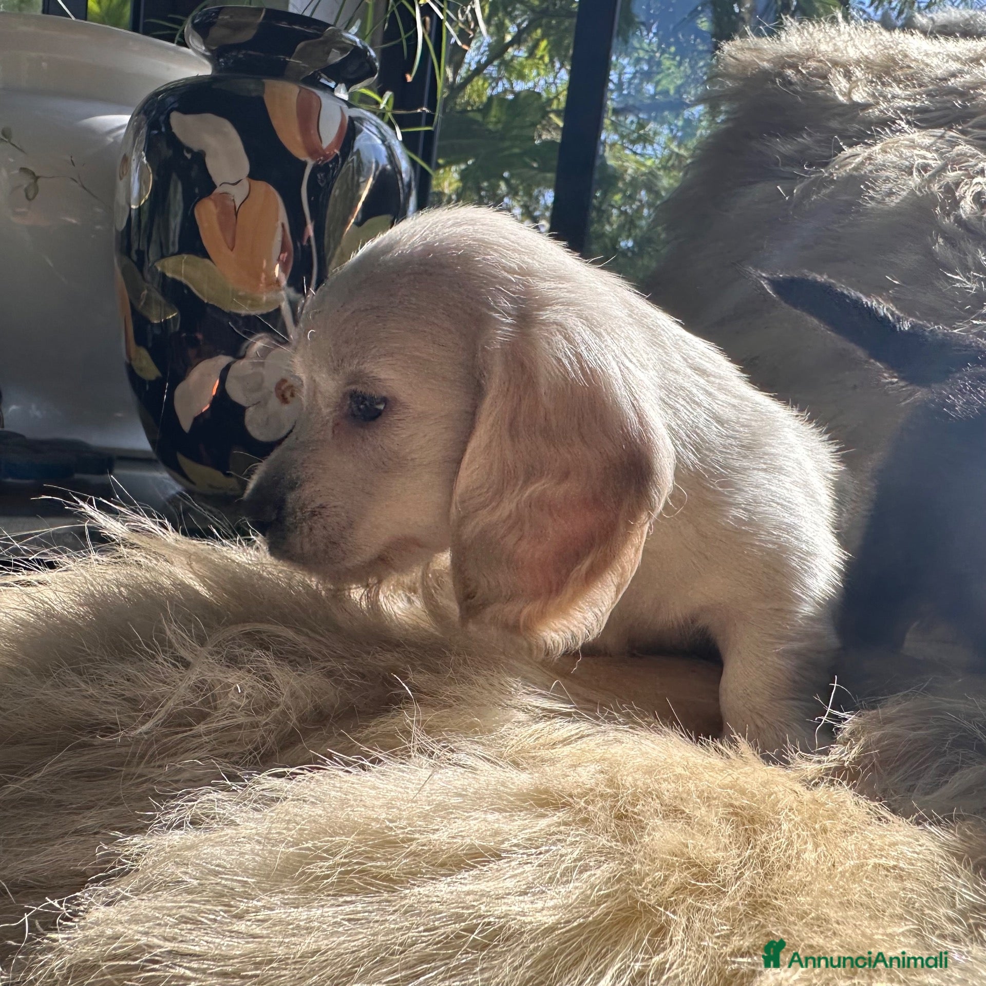 Bassotto cani bassotti pelo lungo color crema - Annuncio 1