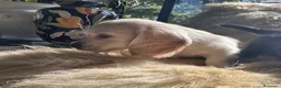 Bassotto cani in vendita: bassotti pelo lungo color crema - Annuncio 1