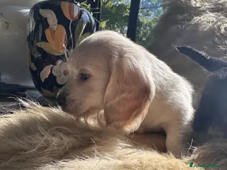 Bassotto cani bassotti pelo lungo color crema - Annuncio 1