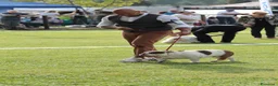 Bulldog cani in vendita: Cuccioli Bulldog Inglese - Annuncio 10