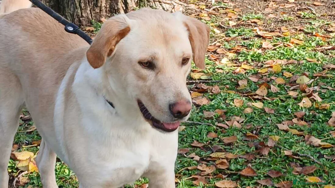 Meticcio cani in regalo: CESARE INC LABRADOR HA BISOGNO DI TE, IN ADOZIONE - Annuncio 1