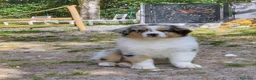 Australian Shepherd cani in vendita: Pastore australiano blu merle - Annuncio 2