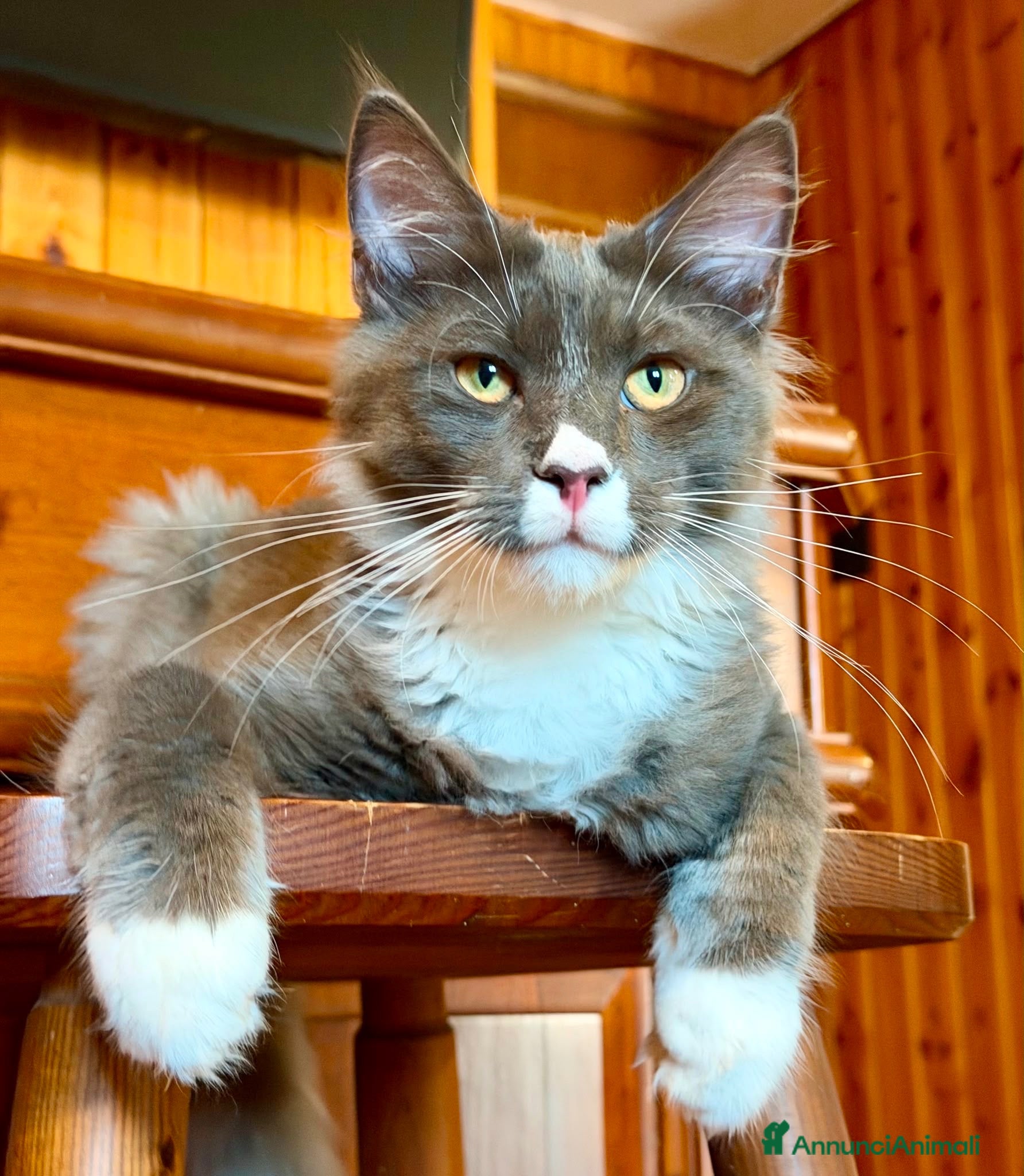 Maine Coon gatti Cuccioli maine coon con pedigree - Annuncio 2
