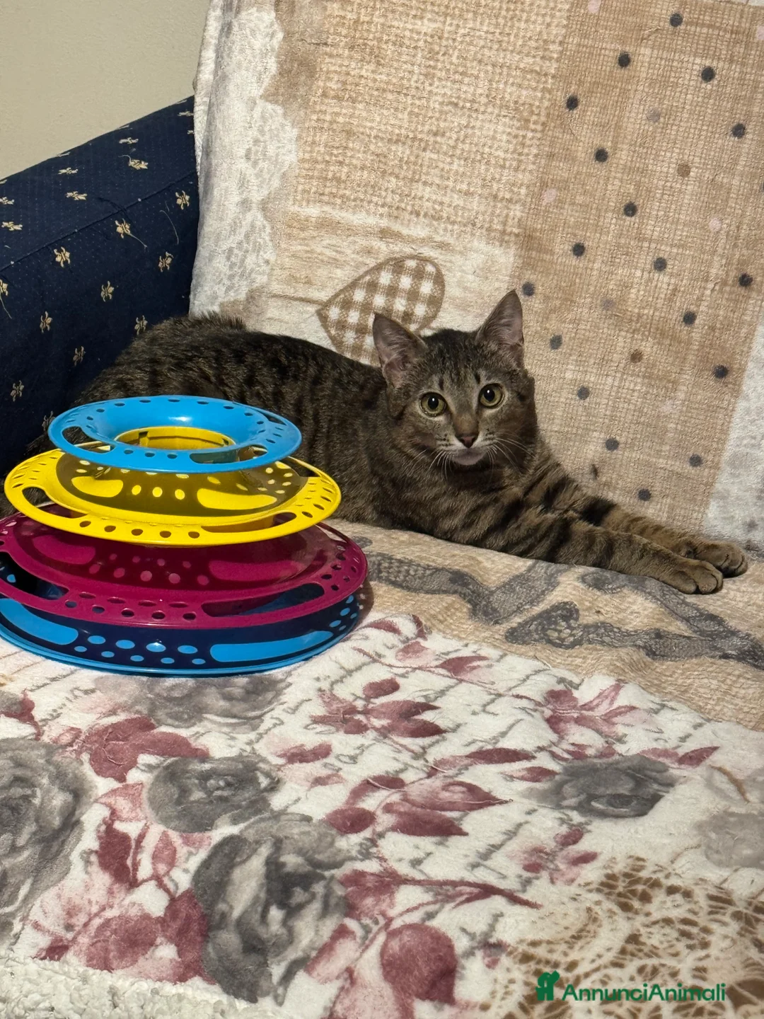 Europeo gatti in regalo: Gemellini di 5 mesi inseparabili a Cremona  - Annuncio 8