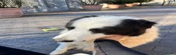 Meticcio cani in regalo: SIMBA ASPETTA SEMPRE UNA FAMIGLIA - Annuncio 8