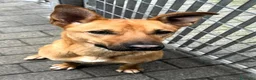 Meticcio cani in regalo: SIMBA CAGNOLINO ALLEGRO - Annuncio 10
