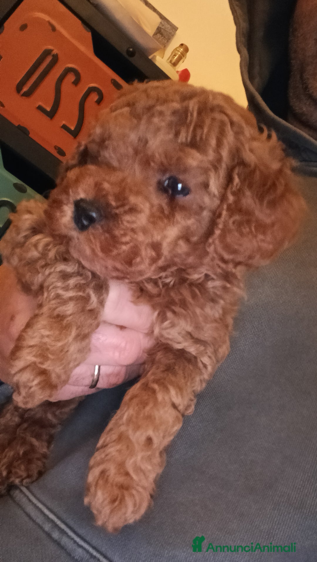 Meticcio cani in vendita: Cuccioli di barboncino Red Toy/nano - Annuncio 3