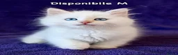 Siberiano gatti in vendita: Cuccioli ipoallergenici di gatto siberiano a Provincia di Pisa - Annuncio 5