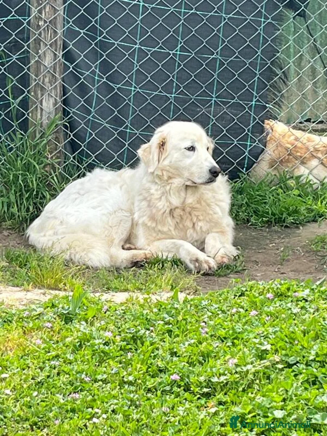 Meticcio cani in regalo: LA DOLCE CAMILLA HA BISOGNO DI TE, IN ADOZIONE - Annuncio 4