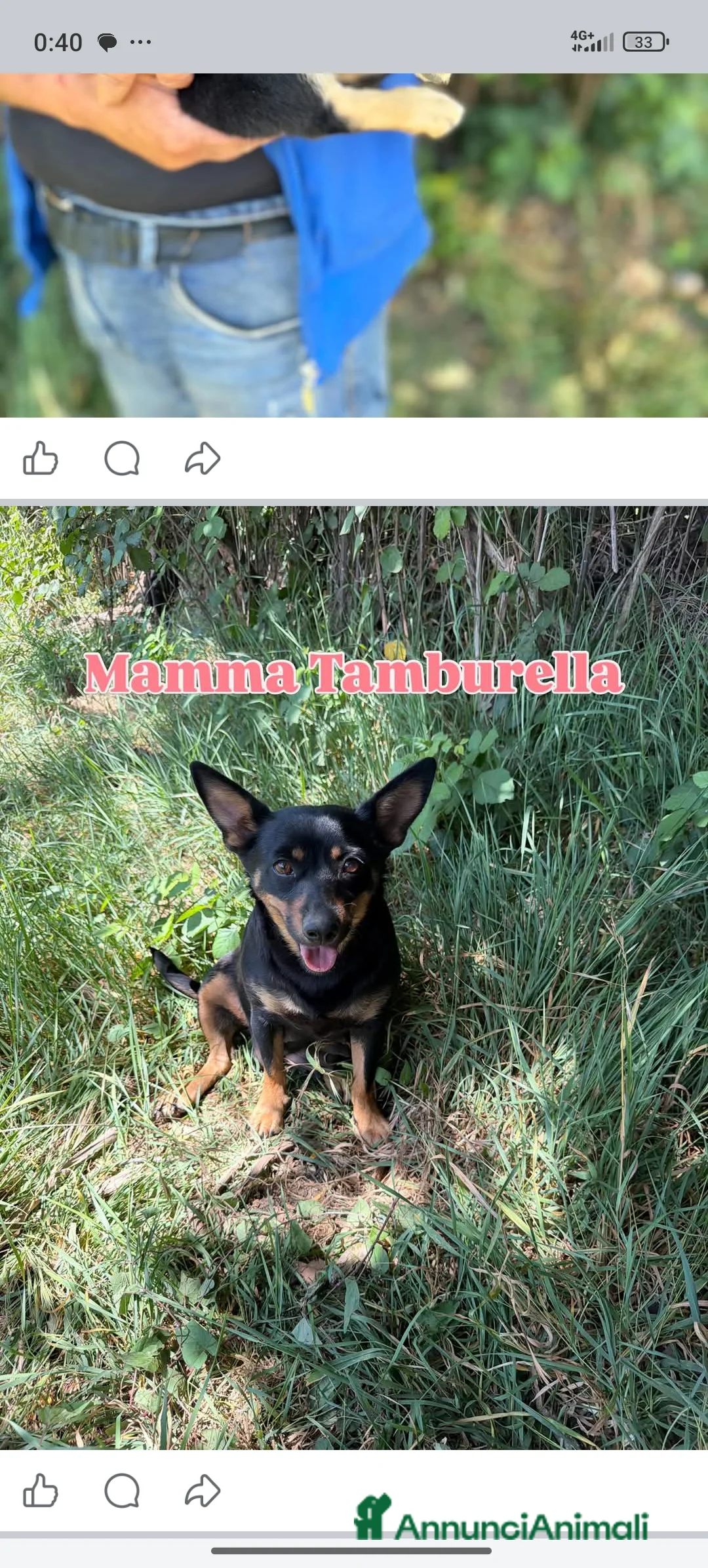 Meticcio cani in regalo: Rufus - Annuncio 2