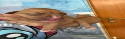 Pitbull cani in vendita: American Pit bull terrier UKC - Annuncio 15