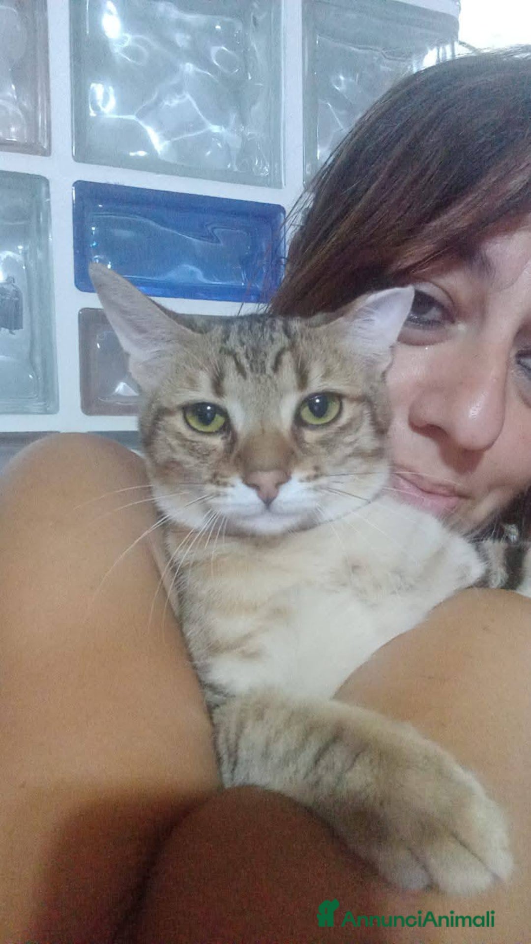 Europeo gatti in regalo: STITCH, adorabile gattino in adozione ! - Annuncio 3