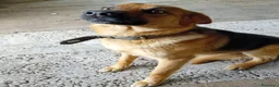 Meticcio cani in regalo: Mini Pastorello cerca una casa tutta sua - Annuncio 2