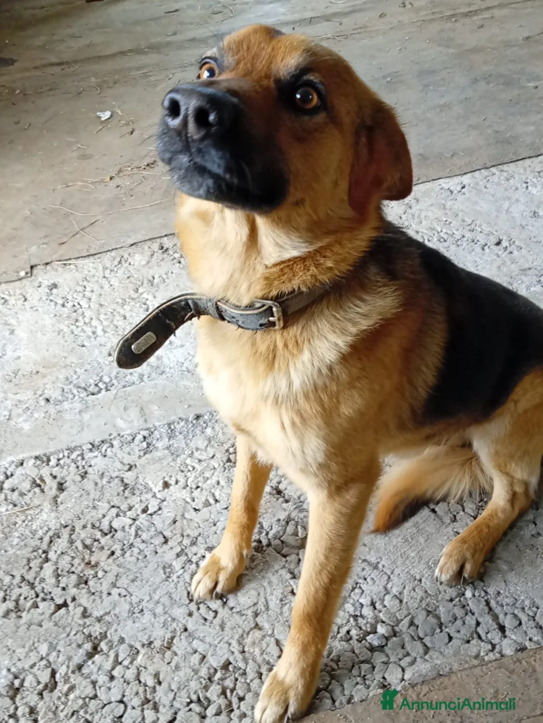 Meticcio cani in regalo: Mini Pastorello cerca una casa tutta sua - Annuncio 2