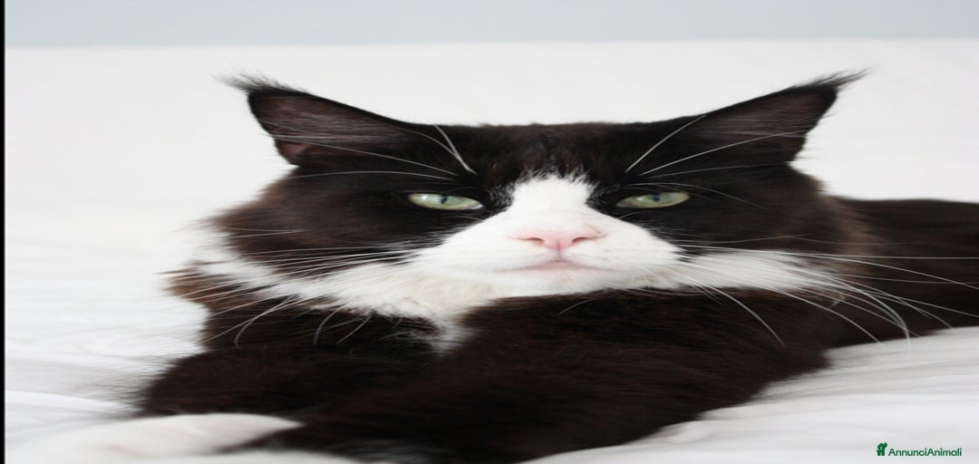 Immagine della galleria {{count}}