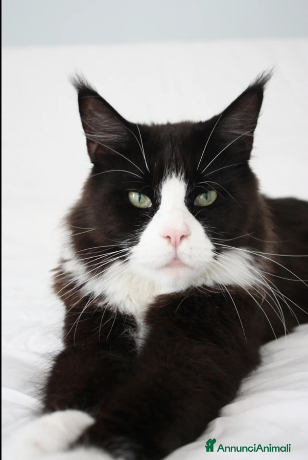 Immagine della galleria {{count}}