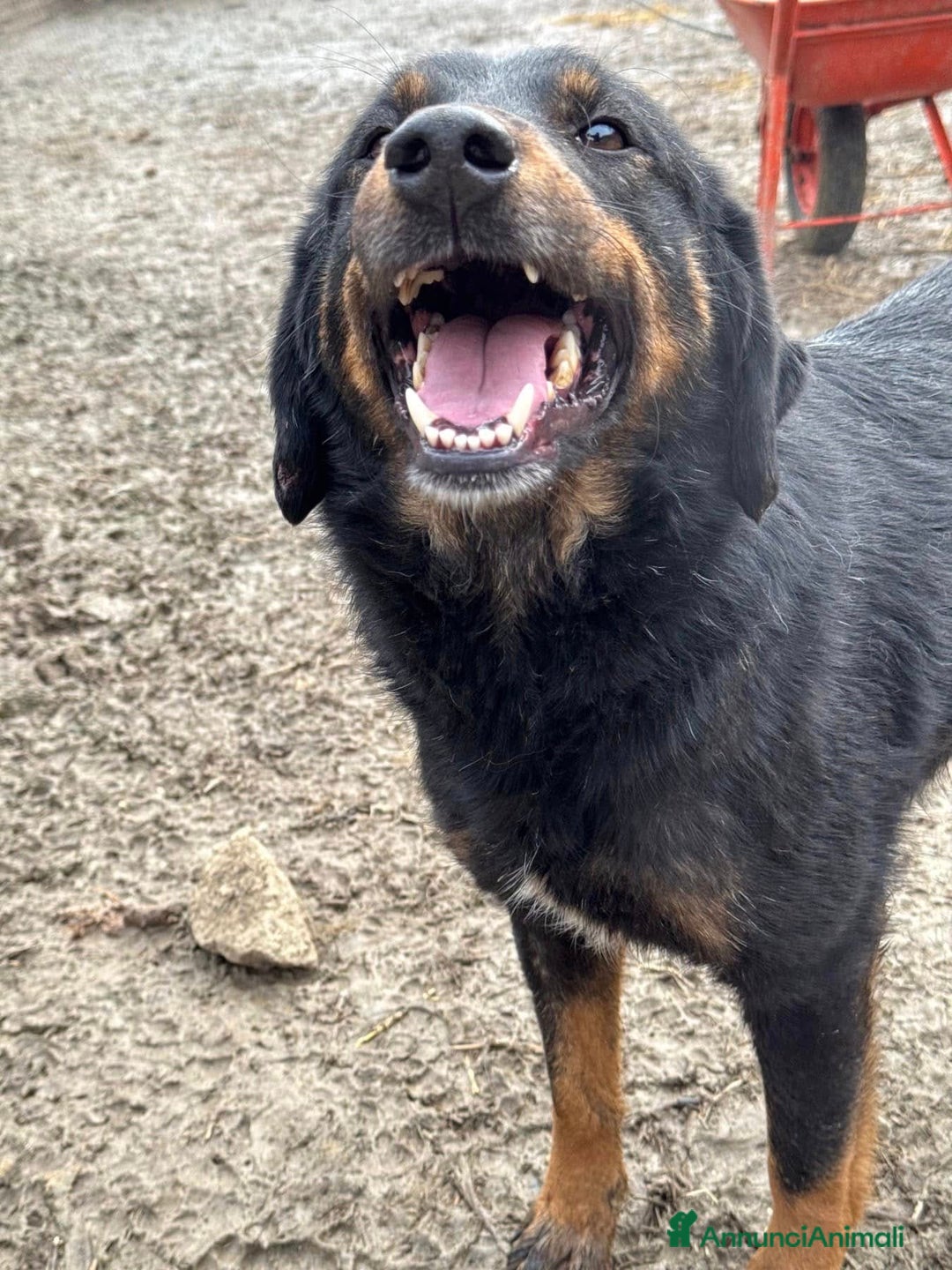 Meticcio cani in regalo: BUFFY, cagnolona buffissima in rifugio! - Annuncio 3