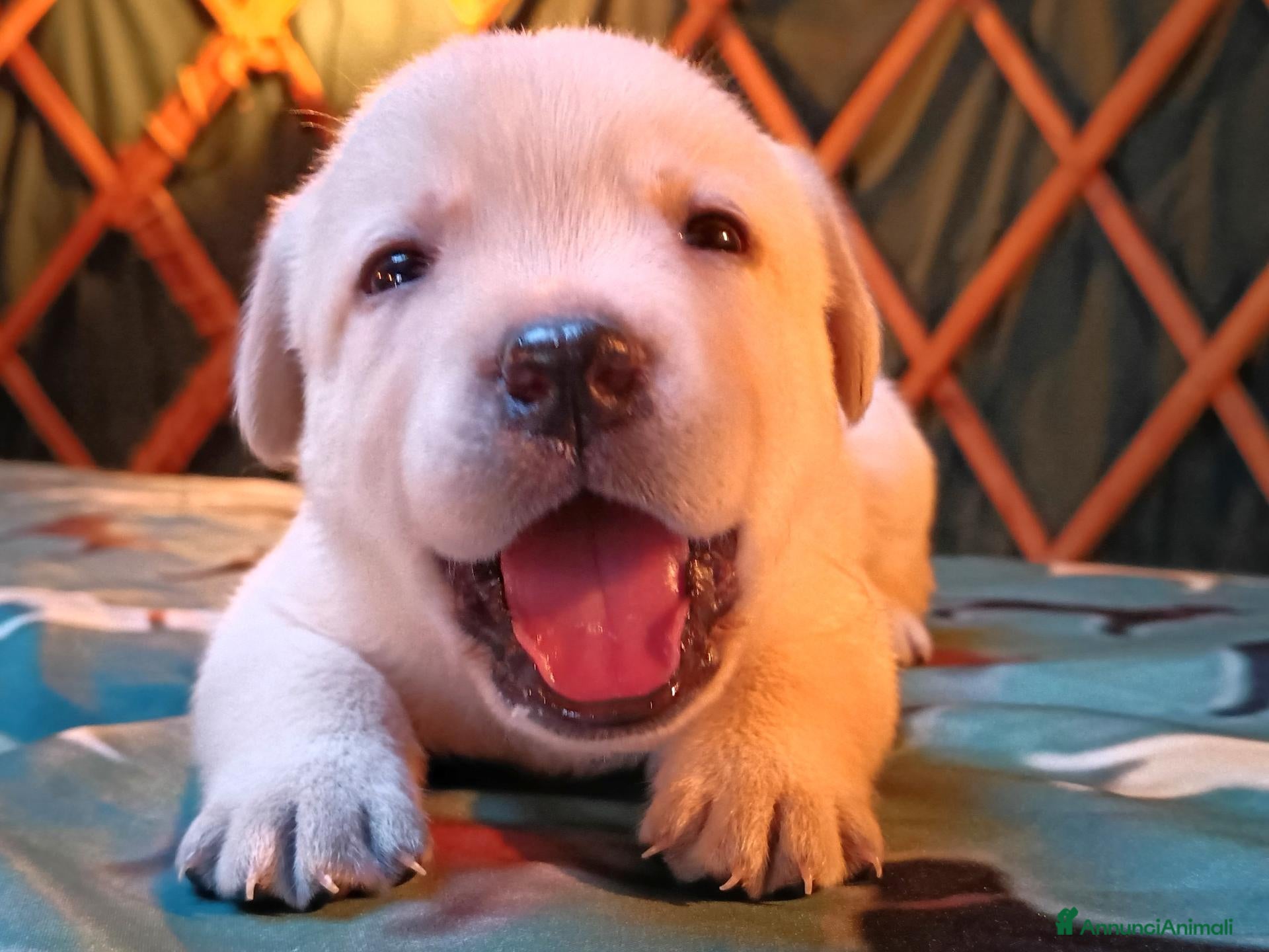 Labrador cani LABRADOR FEMMINUCCE GIALLE - Annuncio 2