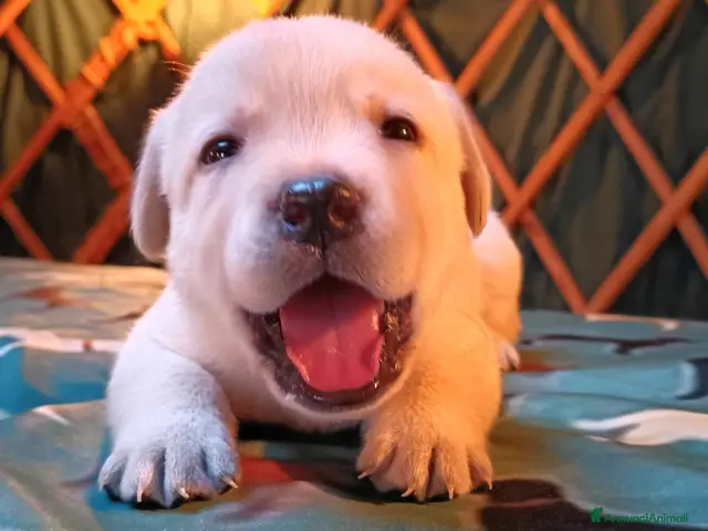 Labrador cani in vendita: LABRADOR FEMMINUCCE GIALLE - Annuncio 2
