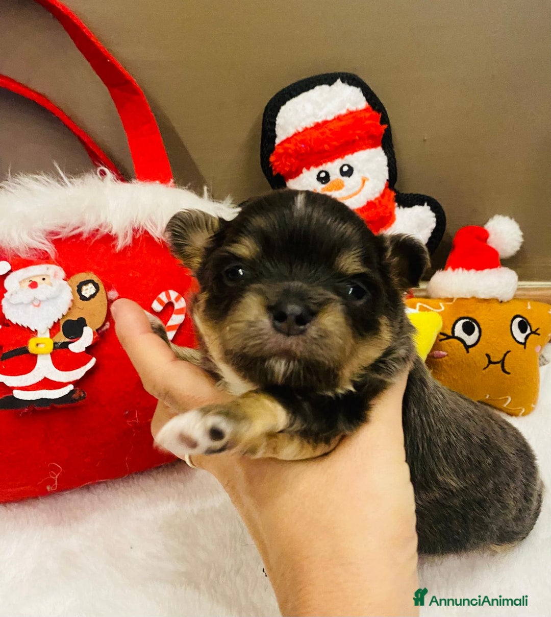 Chihuahua cani in vendita: Chiuahaha a pelo lungo  - Annuncio 3