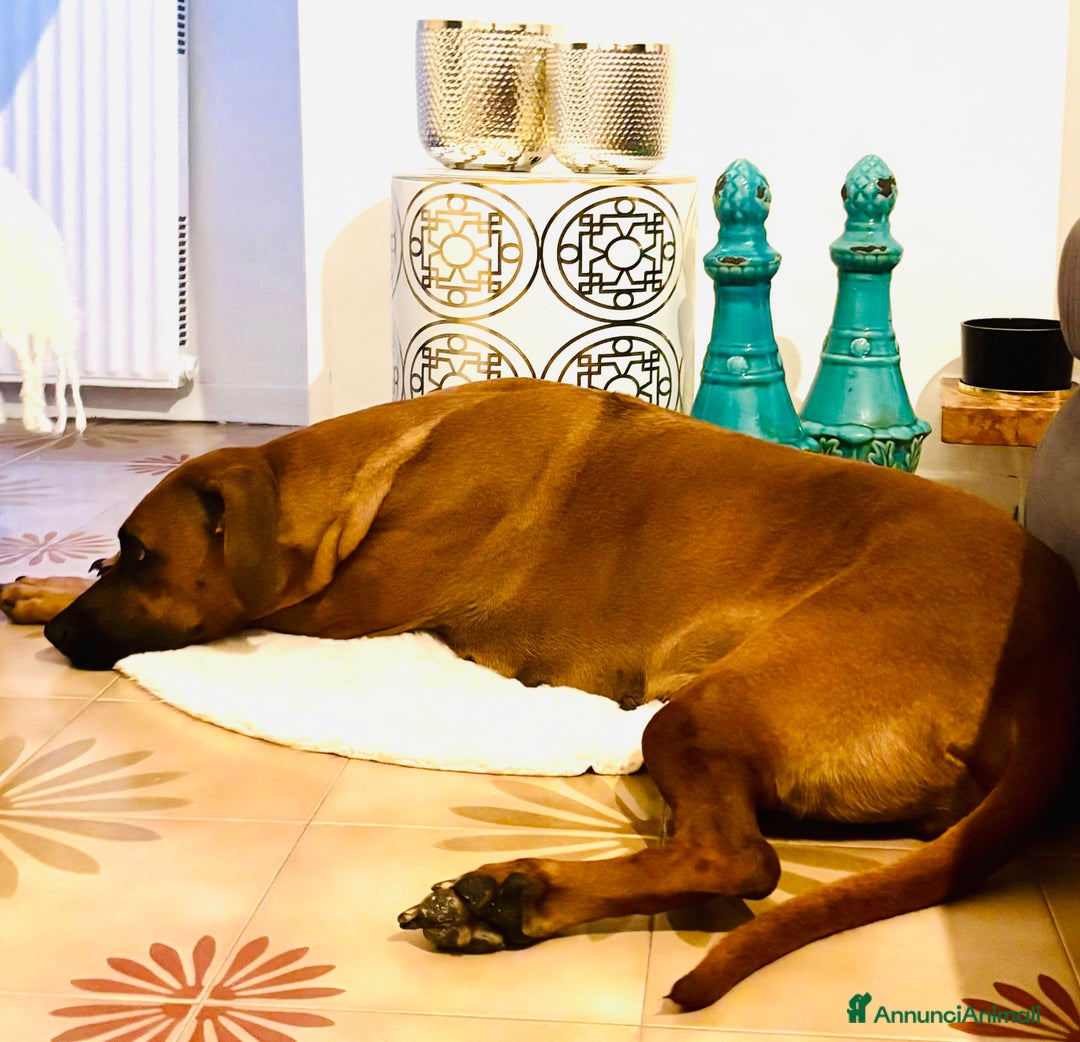 Rhodesian Ridgeback cani in vendita: Cuccioli pronti ad essere accolti  - Immagine 10