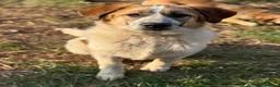 Meticcio cani in regalo: ARONNE, super PASTORINO dalla bontà sconfinata! - Annuncio 6