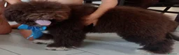 Lagotto cani in vendita: Lagotto Romagnolo  a Provincia di Lecce - Annuncio 2