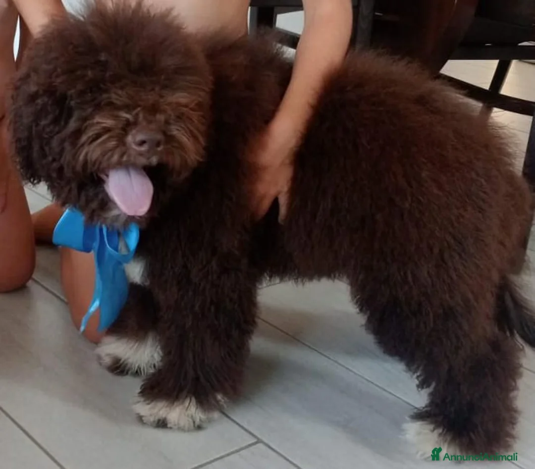 Lagotto cani in vendita: Lagotto Romagnolo  a Provincia di Lecce - Annuncio 2
