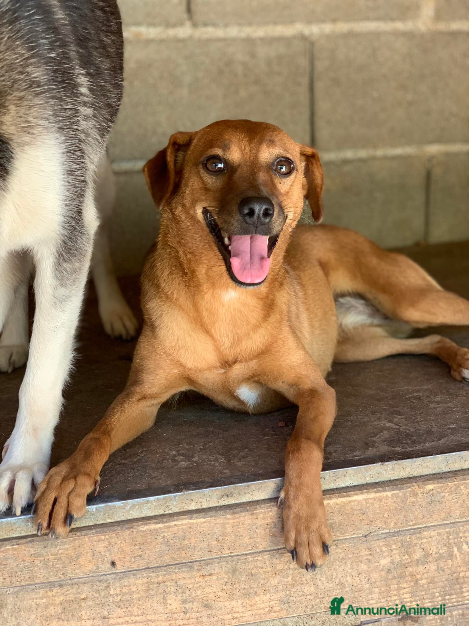 Meticcio cani REDDY, nanetta piena di GIOIA! Taglia PICCOLA - Annuncio 2