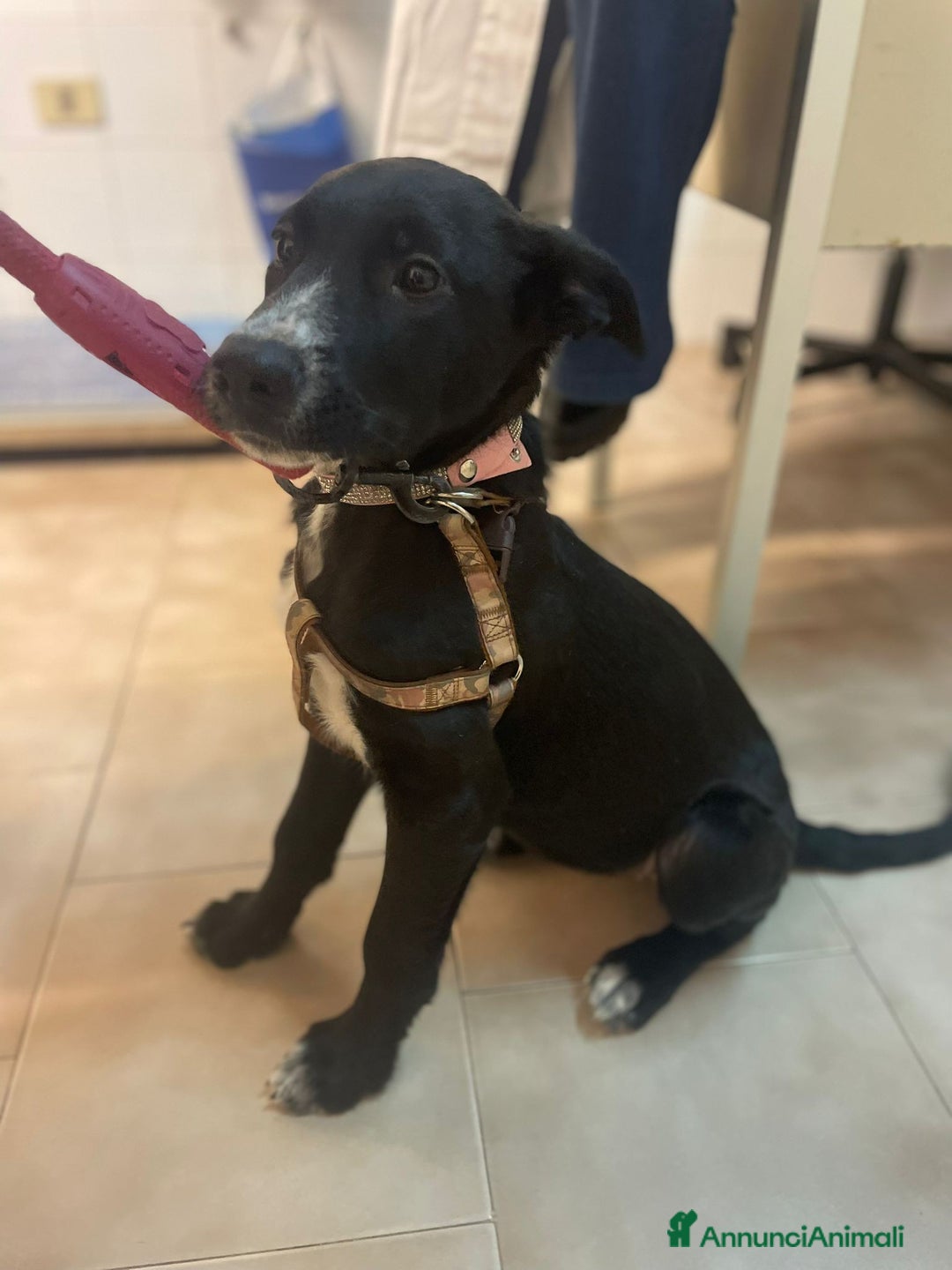 Meticcio cani in regalo: LA SPLENDIDA BELLA - Annuncio 4