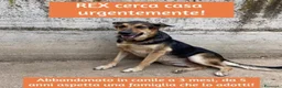 Meticcio cani in regalo: Simil Pastore tg media 5anni tutti di canile.CASER a Città Metropolitana di Milano - Annuncio 1