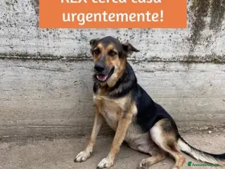 Meticcio cani Simil Pastore tg media 5anni tutti di canile.CASER a Città Metropolitana di Milano - Annuncio 18