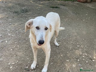 Meticcio cani SOS SOS SOS ZULEIA - Annuncio 1