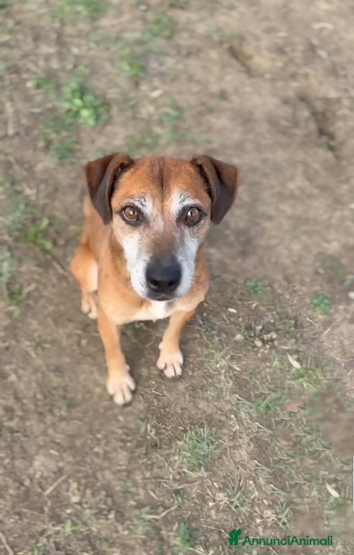 Altre razze cani Cagnolino piccola taglia  - Annuncio 1