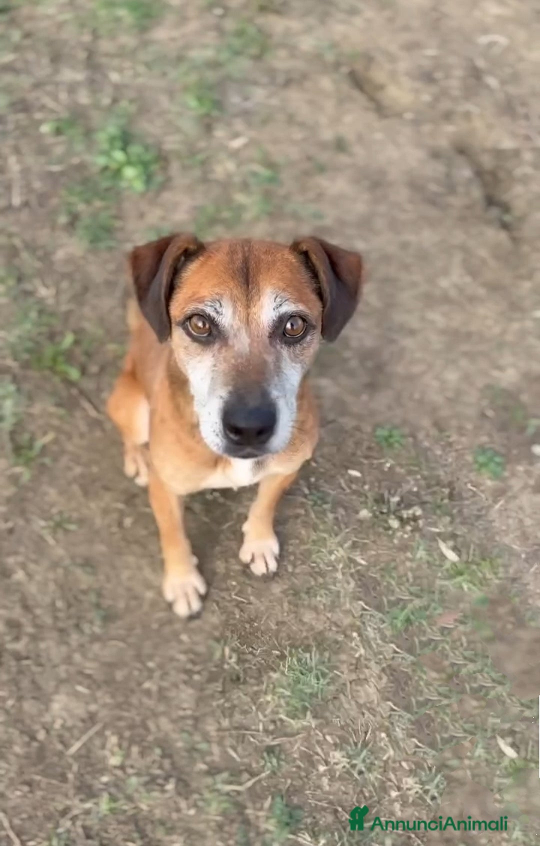 Altre razze cani in regalo: Cagnolino piccola taglia  - Annuncio 1