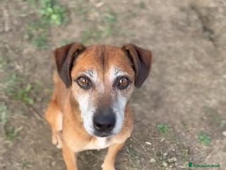 Altre razze cani Cagnolino piccola taglia - Annuncio 2