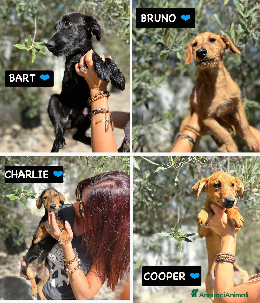 Altre razze cani in regalo: BART,BRUNO,CHARLIE,COOPER OTTO, MAYA, MIA e MIETTA - Annuncio 2