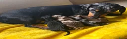 Bassotto cani in vendita: Bassotti pedigree Enci - Annuncio 7