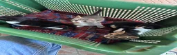 Meticcio gatti in regalo: 4 gattini - Annuncio 2