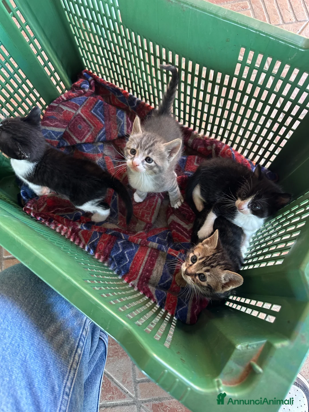 Meticcio gatti in regalo: 4 gattini - Annuncio 2