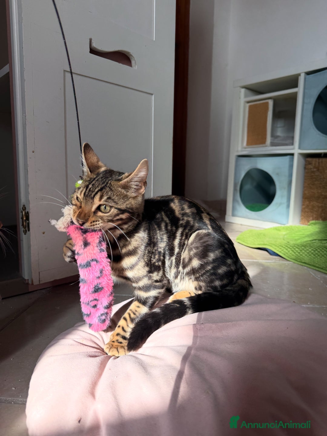 Bengala gatti in vendita: Stupendo bengala brown  - Annuncio 6