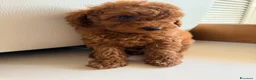 Barboncino Toy cani in vendita: Cucciolo barboncino toy - Annuncio 6