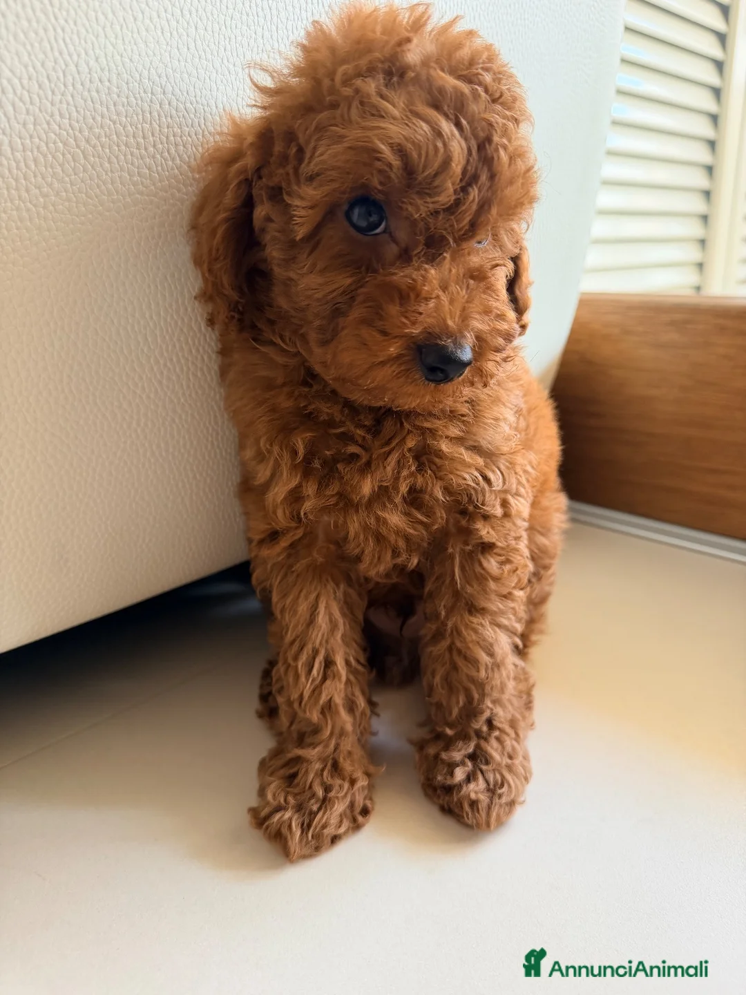 Barboncino Toy cani in vendita: Cucciolo barboncino toy - Annuncio 6